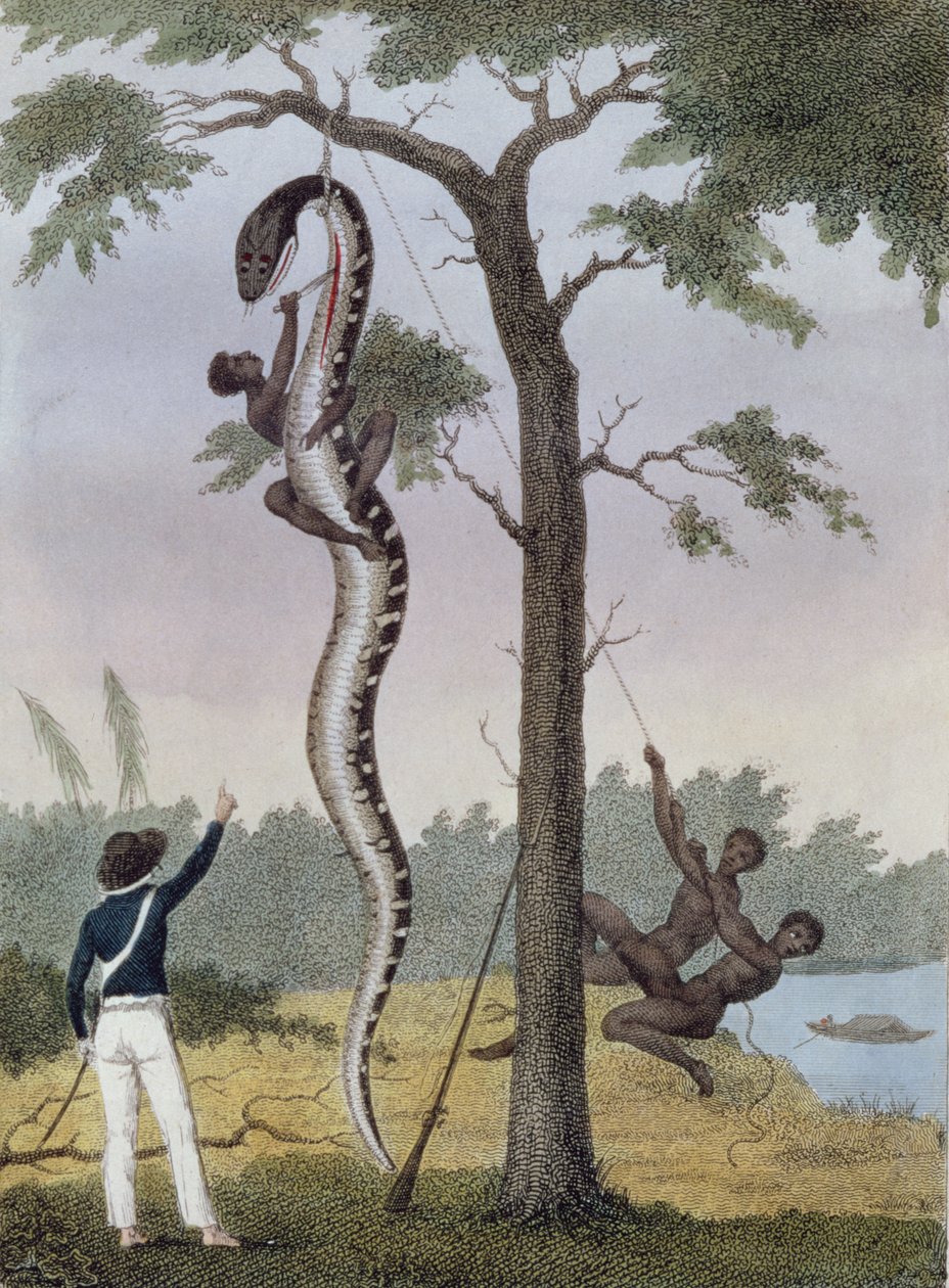 Az Aboma kígyó megnyúzása, amelyet Stedman kapitány lőtt le az 1813-ban megjelent „Ötéves expedíció narratívájáról a surinami fellázadt négerek ellen 1772-77” című filmből (kézzel színezett metszet) alkotó: John Gabriel Stedman