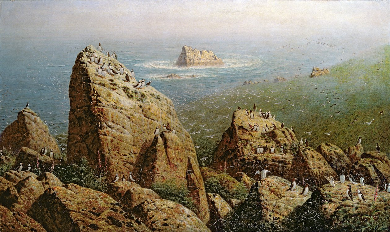 Puffins a Lundy-szigeten alkotó: John George Naish