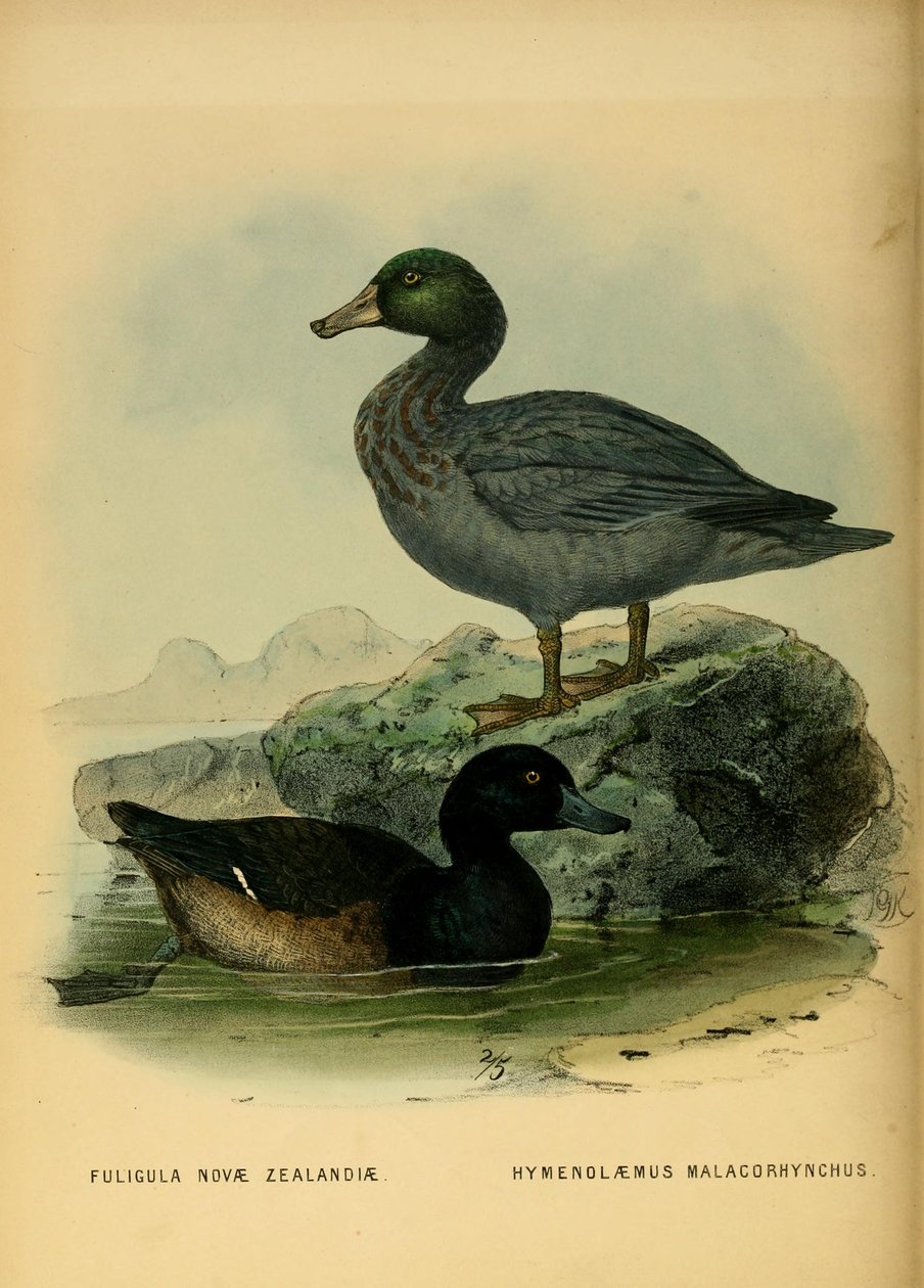 Illusztráció az új -zélandi Scaupról és a kék kacsáról alkotó: John Gerrard Keulemans