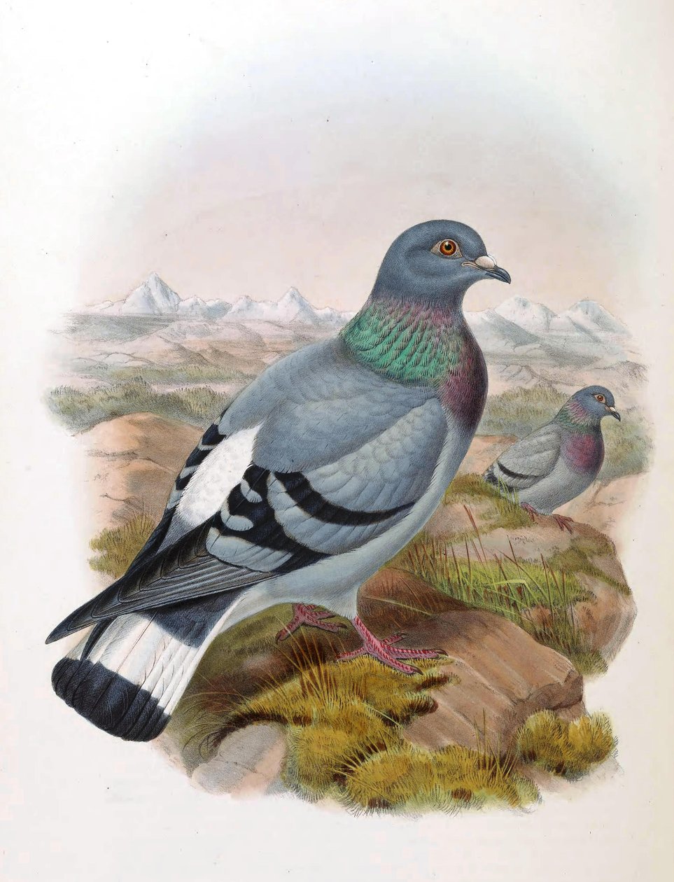 Sziklagalamb (Columba rupestris) alkotó: John Gould