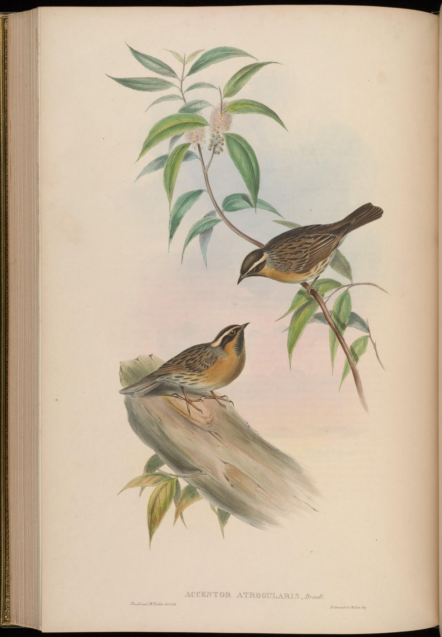 Accentor atrogularis = Prunella atrogularis alkotó: John Gould
