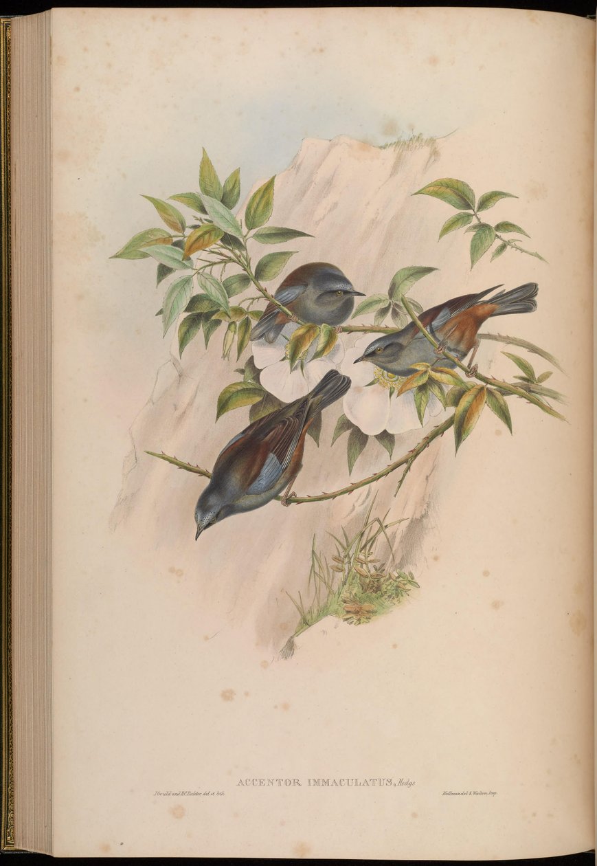 Accentor immaculatus = Prunella immaculata alkotó: John Gould
