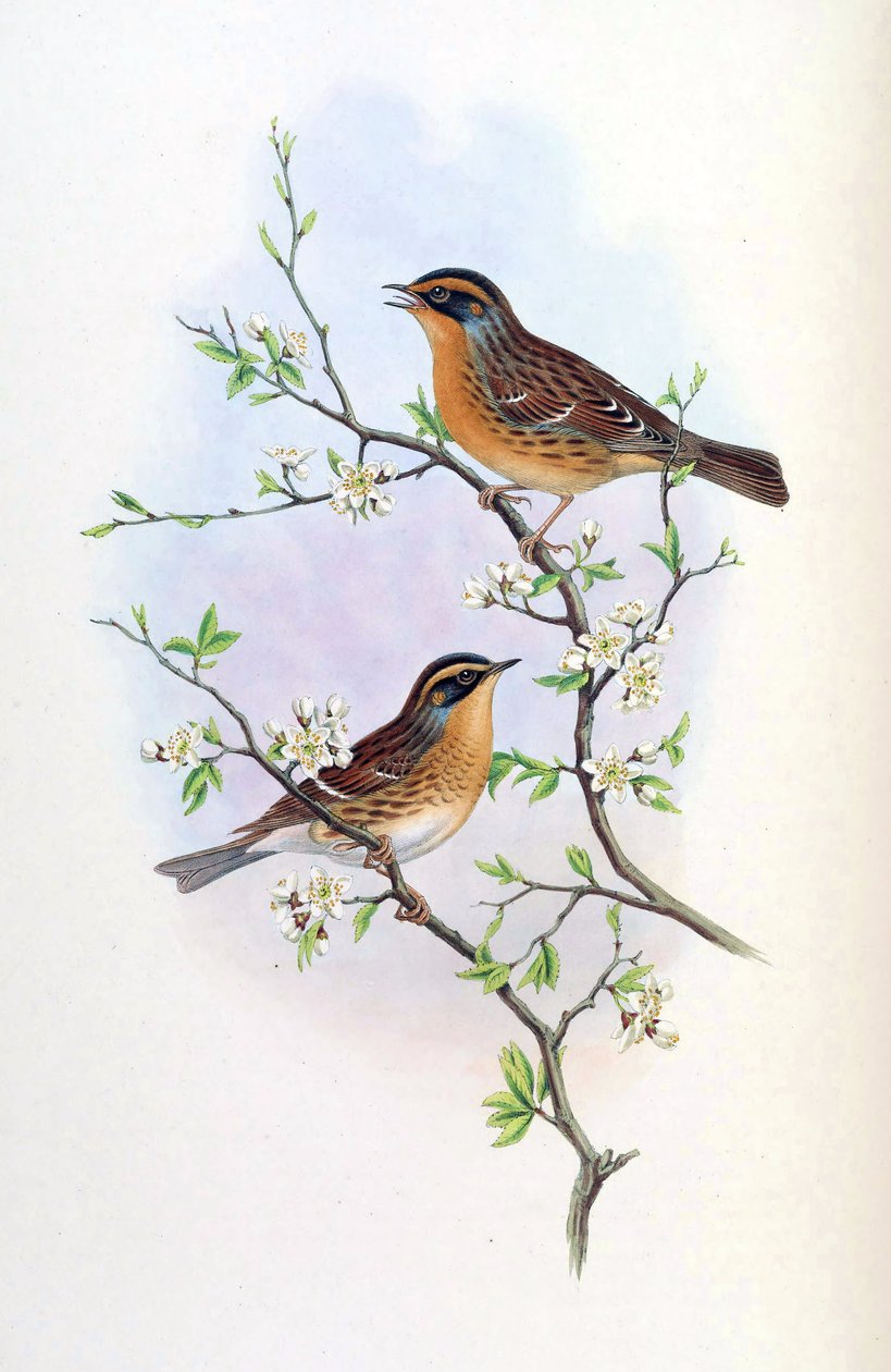 Accentor montanellus = Prunella montanella alkotó: John Gould