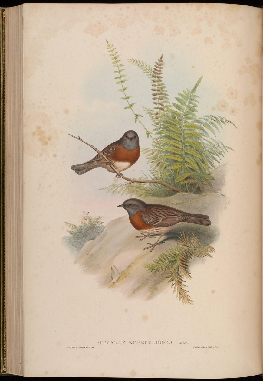 Accentor rubeculoides = Prunella rubeculoides alkotó: John Gould