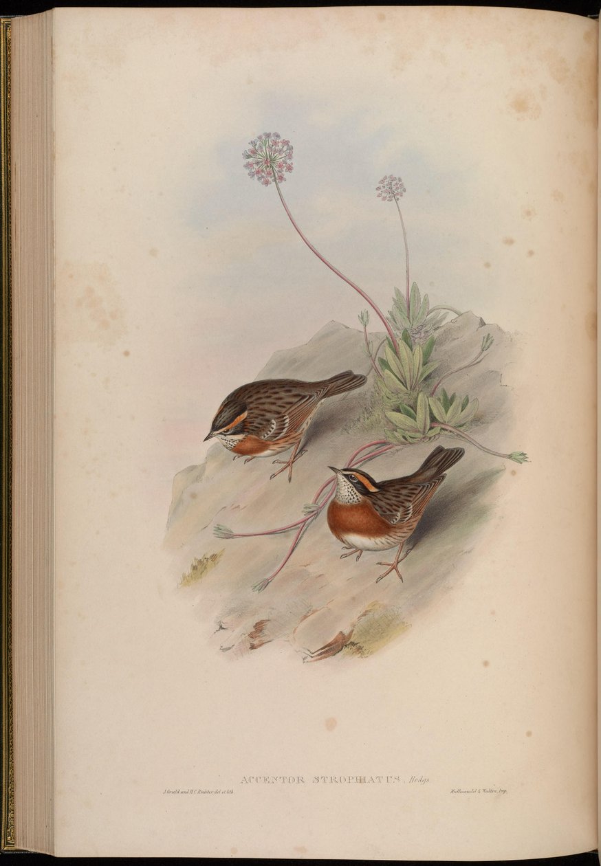 Accentor strophiatus = Prunella strophiata alkotó: John Gould