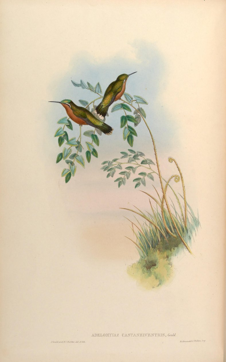Adelomyia castaneiventris = Lampornis castaneoventris Nőstény alkotó: John Gould