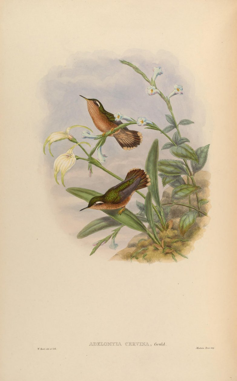 Adelomyia cervina = Adelomyia melanogenys cervina alkotó: John Gould