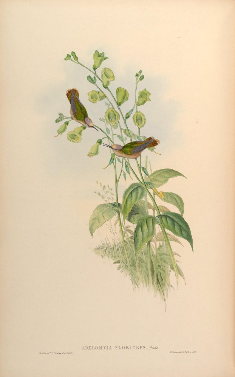 Adelomyia floriceps = Anthocephala floriceps alkotó: John Gould