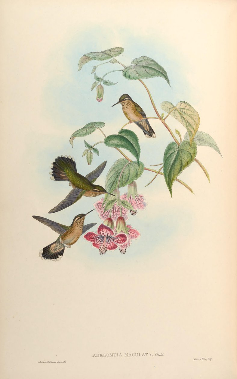 Adelomyia maculata = Adelomyia melanogenys maculata alkotó: John Gould