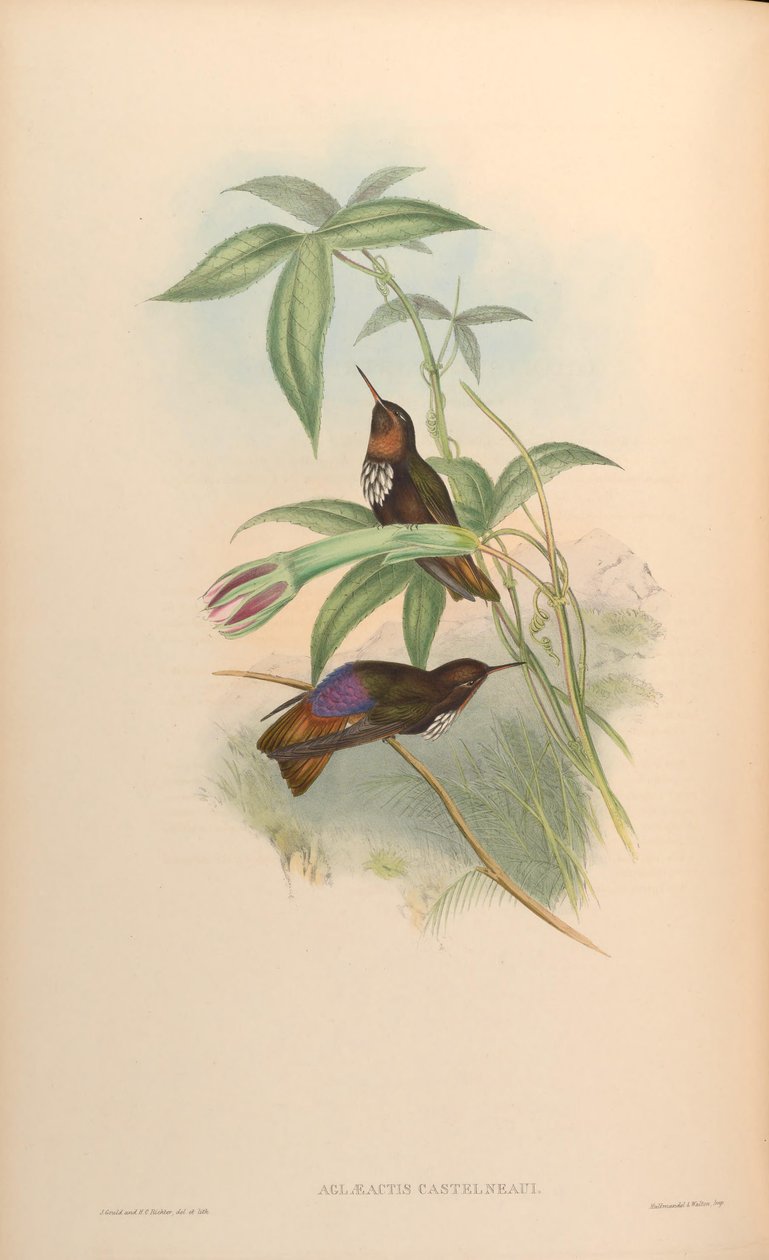 Aglaeactis castelnaui = Aglaeactis castelnaudii (ahogy maga a könyv is említi) alkotó: John Gould