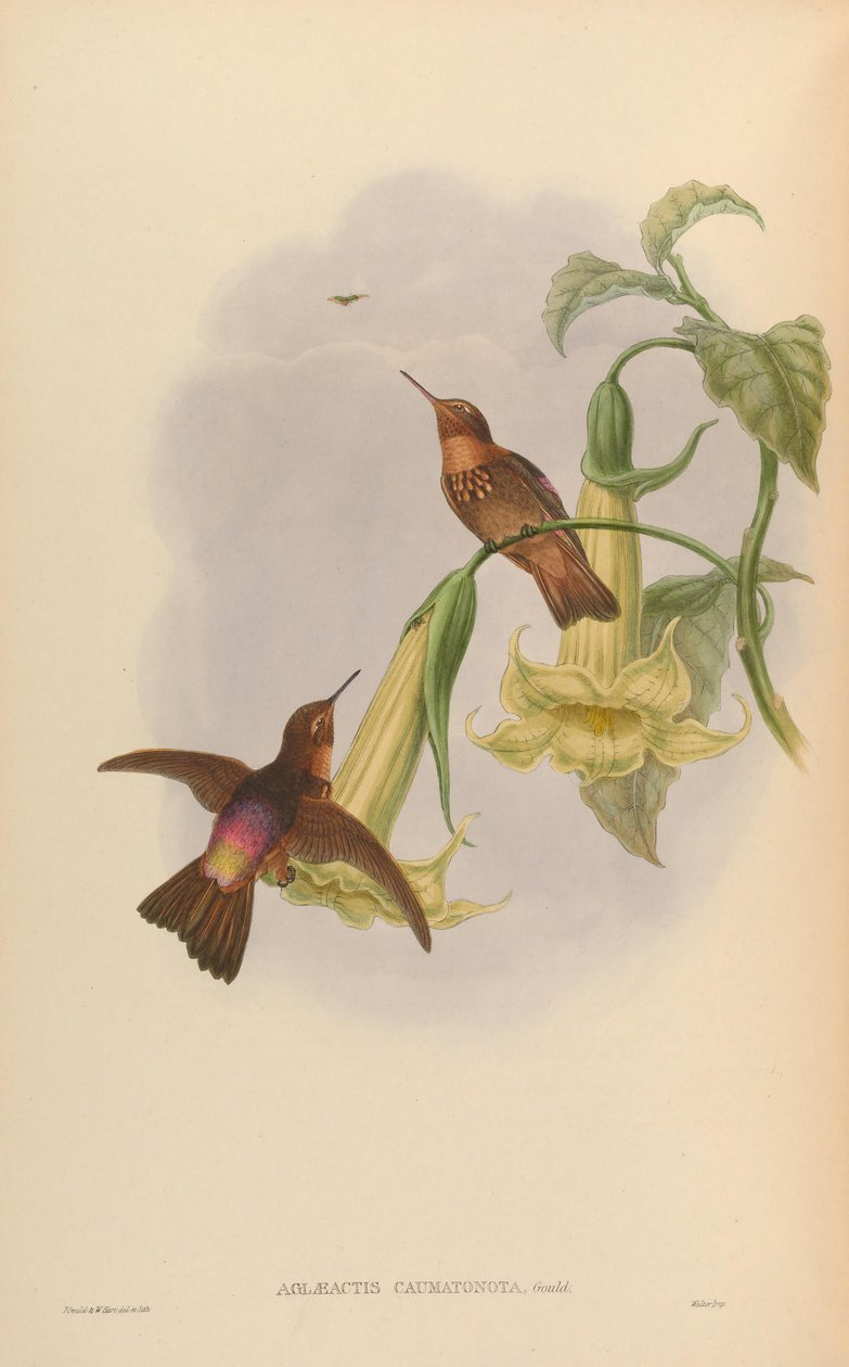 Aglaeactis caumatonota = Aglaeactis cupripennis caumatonotus alkotó: John Gould