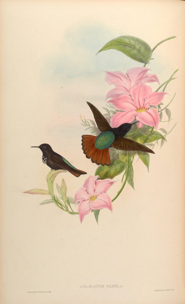 Aglaeactis pamela alkotó: John Gould