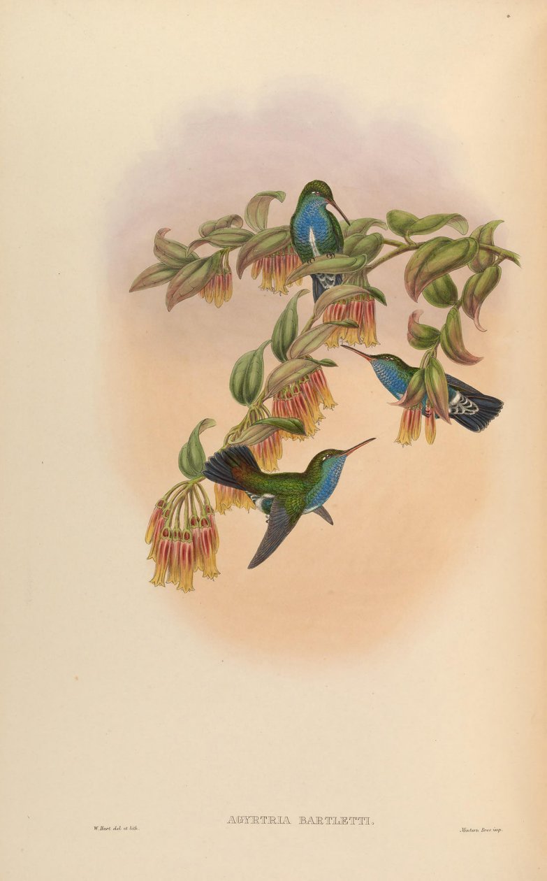 Agyrtria bartletti = Amazilia lactea bartletti alkotó: John Gould