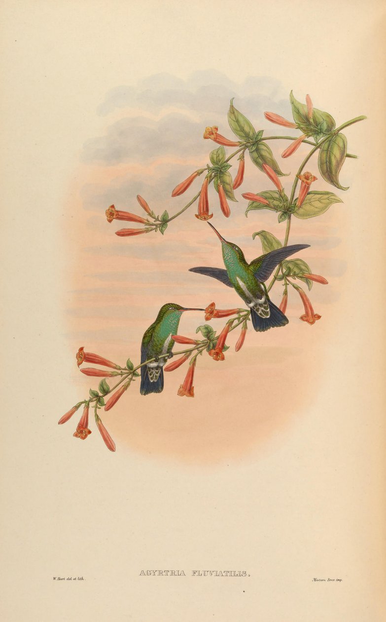 Agyrtria fluviatilis = Amazilia fimbriata apicalis alkotó: John Gould