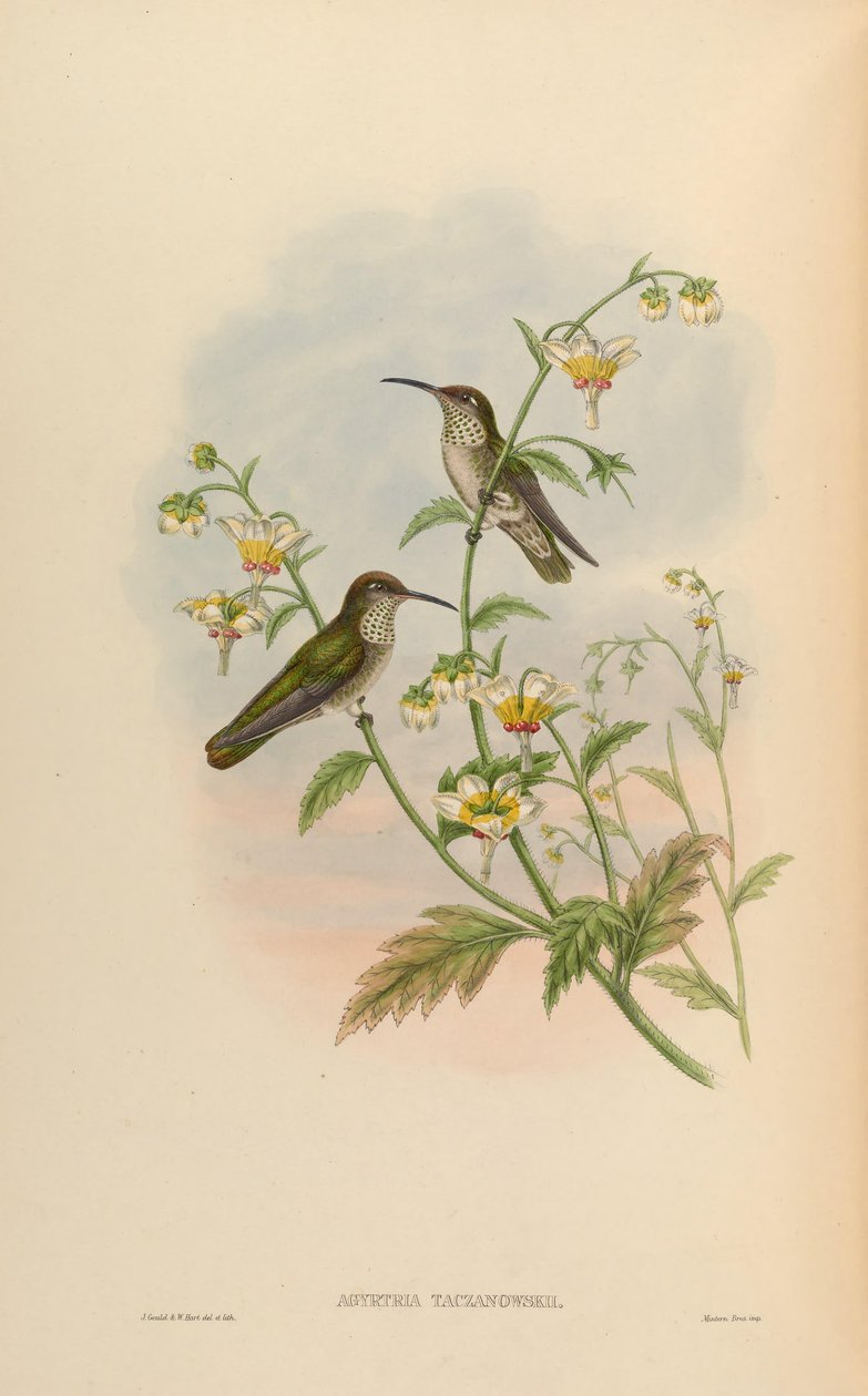 Agyrtria taczanowskii = Leucippus taczanowskii alkotó: John Gould