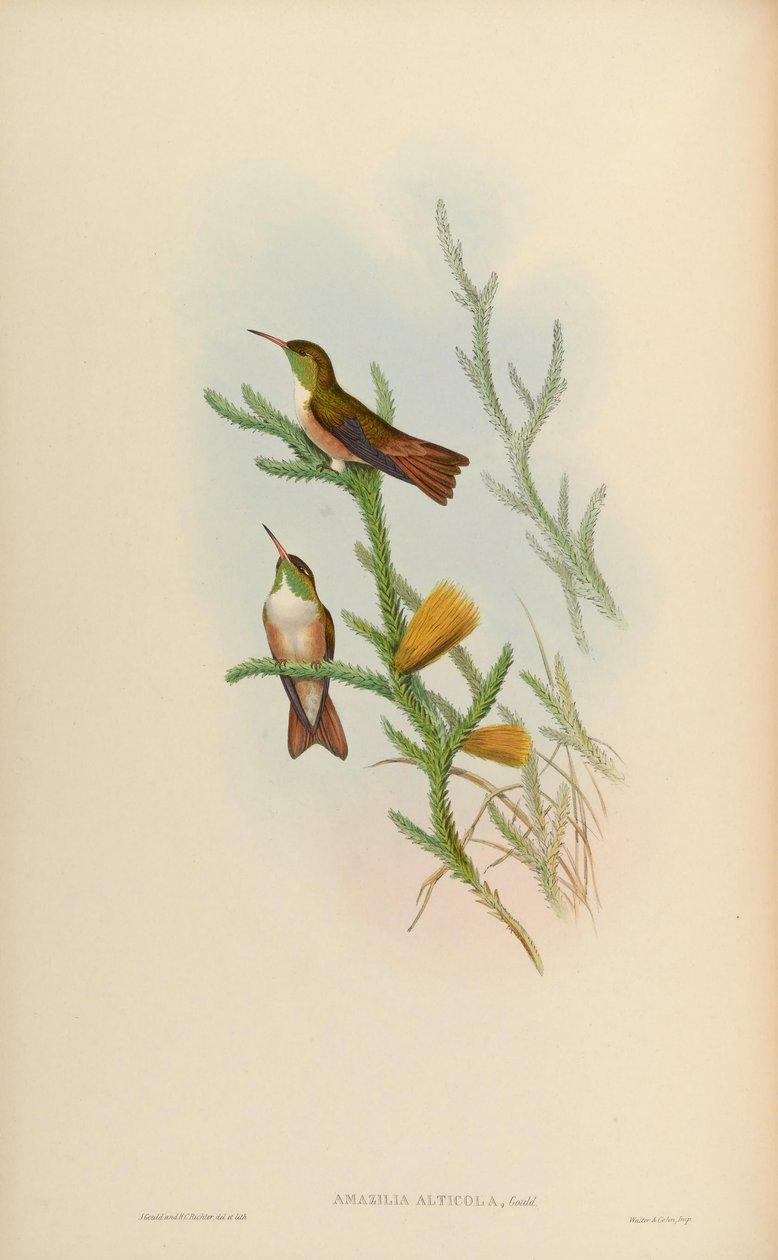 Amazilia alticola = Amazilia amazilia alticola alkotó: John Gould