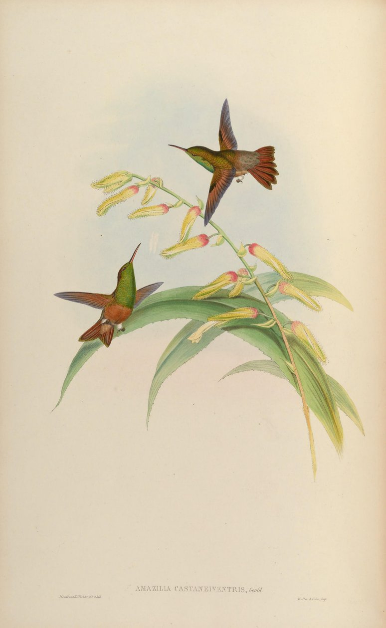 Amazilia castaneiventris alkotó: John Gould
