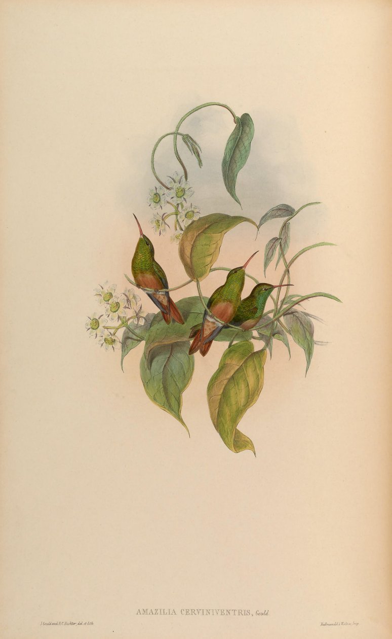 Amazilia cerviniventris = Amazilia yucatanensis cerviniventris alkotó: John Gould