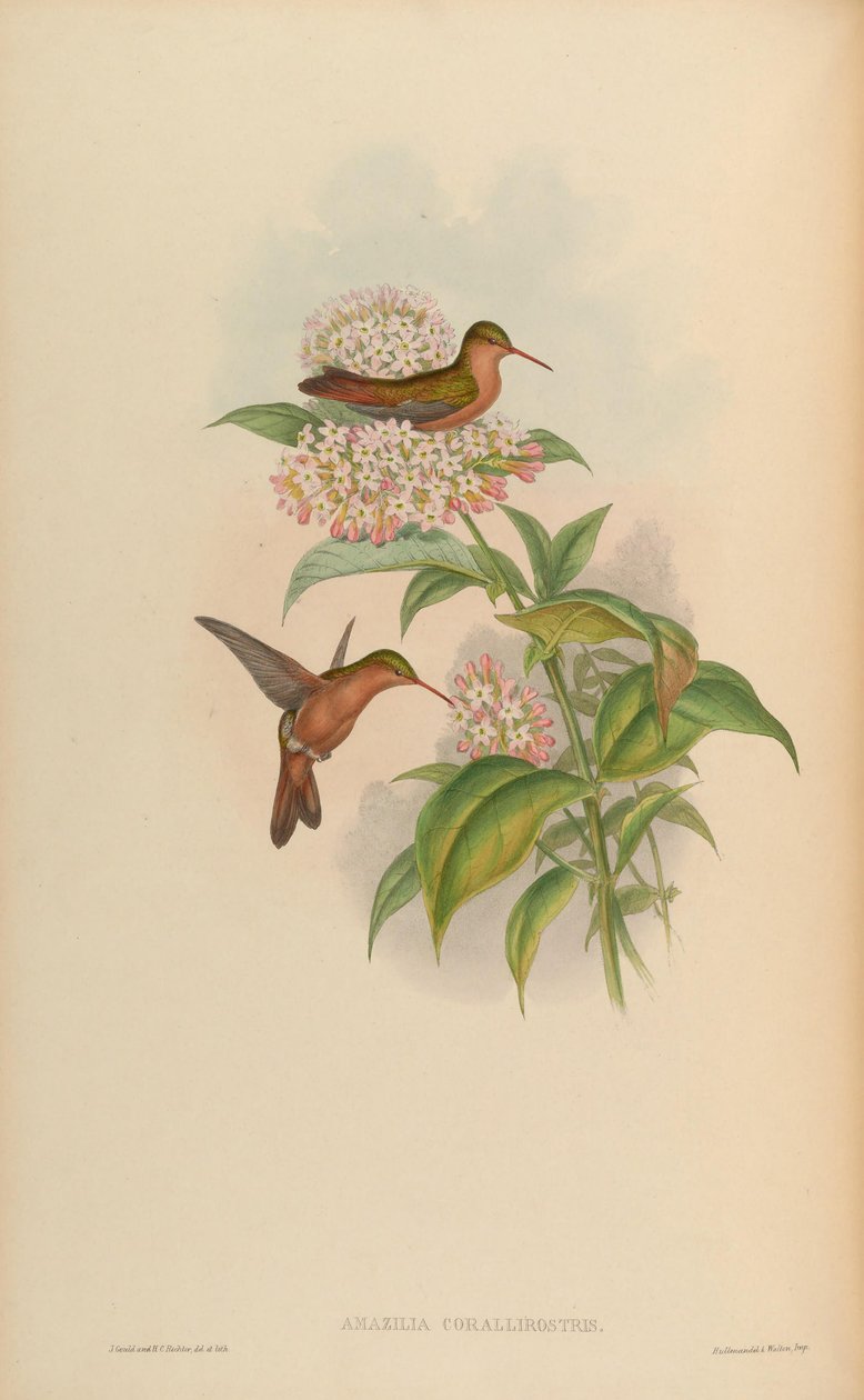 Amazilia corallirostris = Amazilia rutila corallirostris alkotó: John Gould