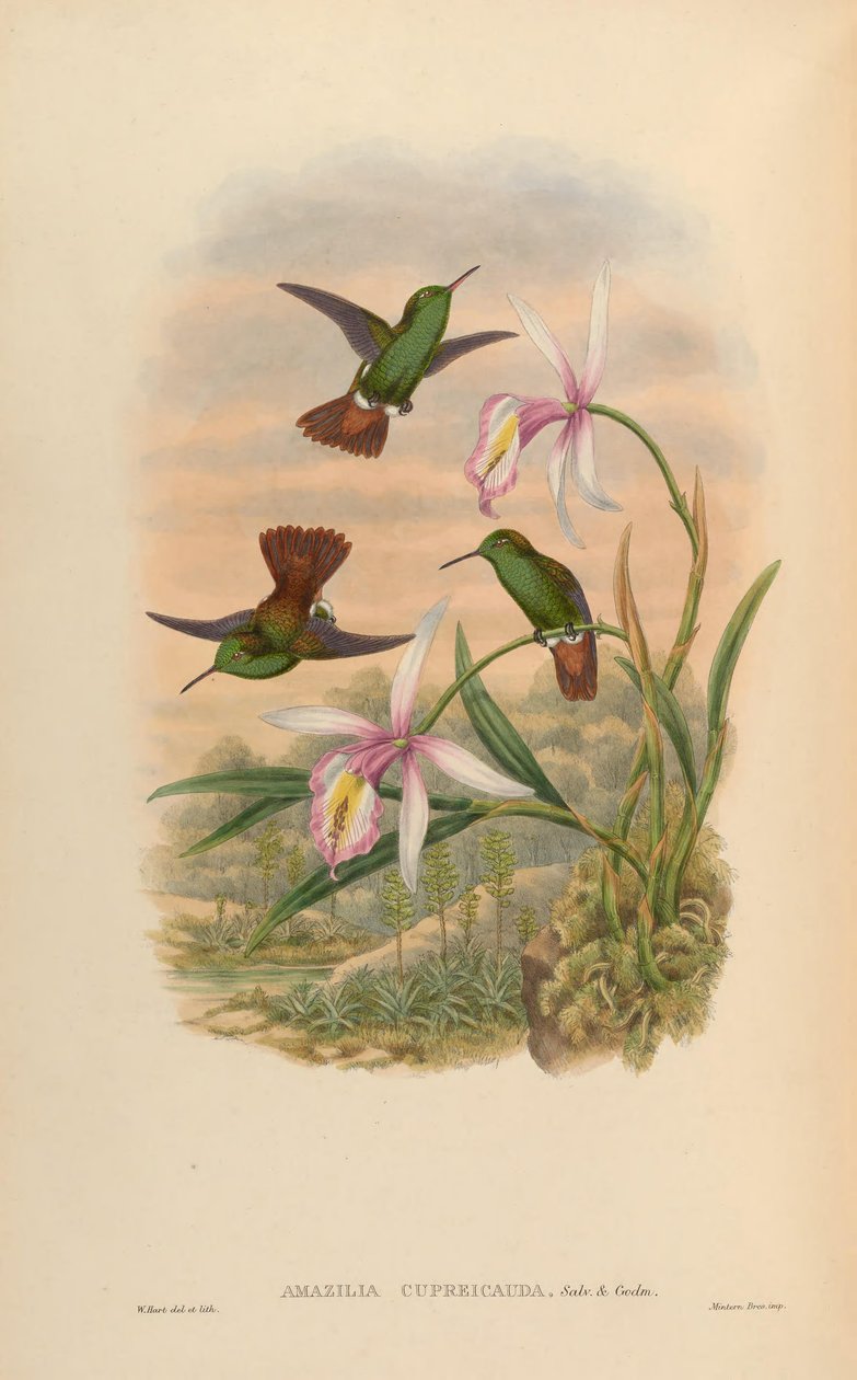 Amazilia cupreicauda = Amazilia viridigaster cupreicauda alkotó: John Gould
