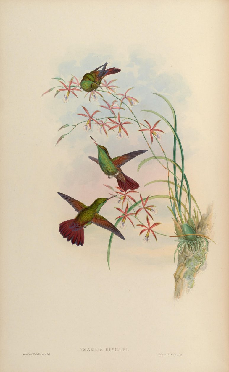 Amazilia devillei = Amazilia beryllina devillei alkotó: John Gould