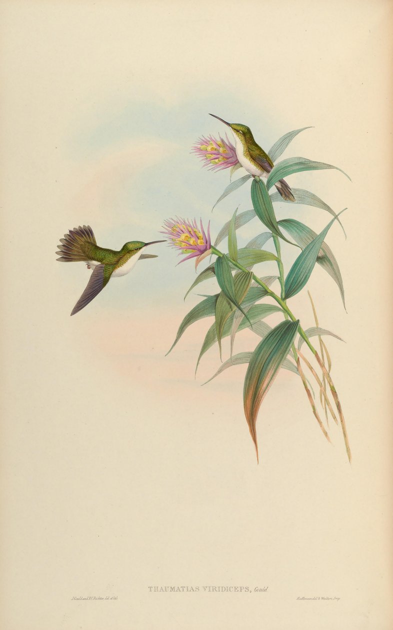 Amazilia leucogaster = Amazilia leucogaster alkotó: John Gould