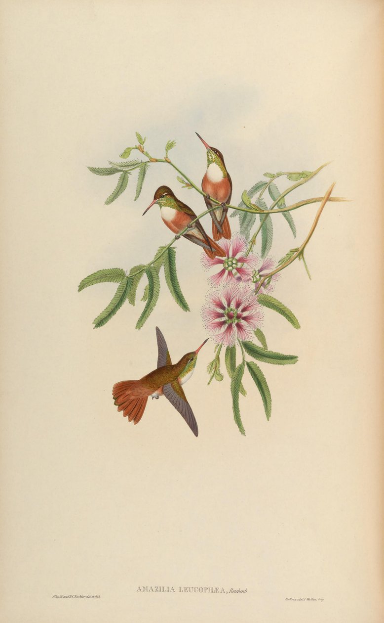 Amazilia leucophaea = Amazilia amazilia leucocephala alkotó: John Gould