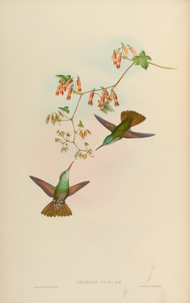 Amazilia ocai = Amazilia cyanocephala x Amazilia beryllina alkotó: John Gould