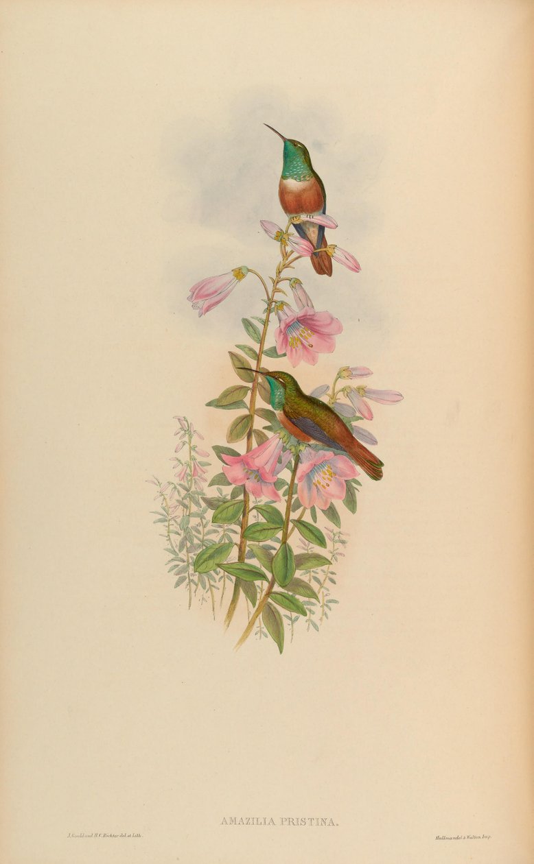 Amazilia pristina = Amazilia amazilia pristina alkotó: John Gould