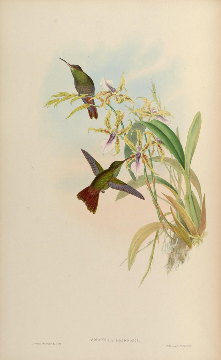 Amazilia riefferi = Amazilia tzacatl alkotó: John Gould