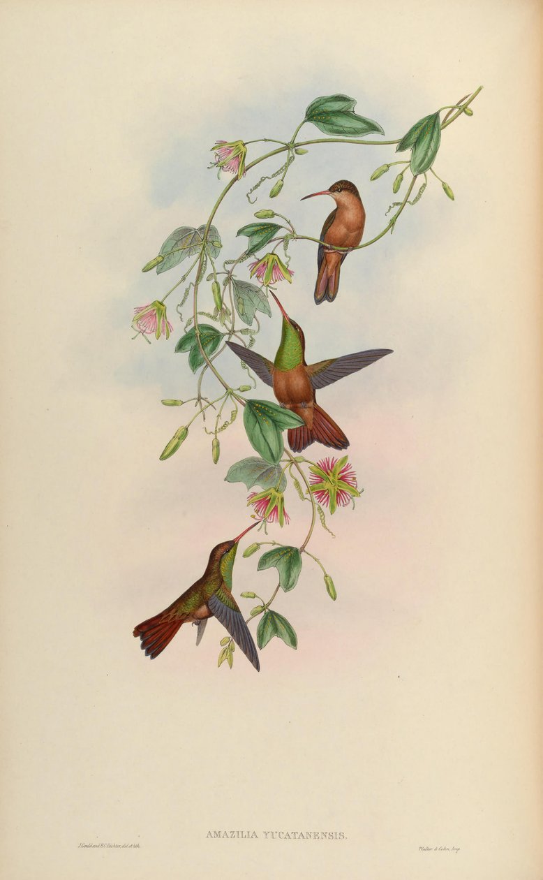 Amazilia yucatanensis alkotó: John Gould