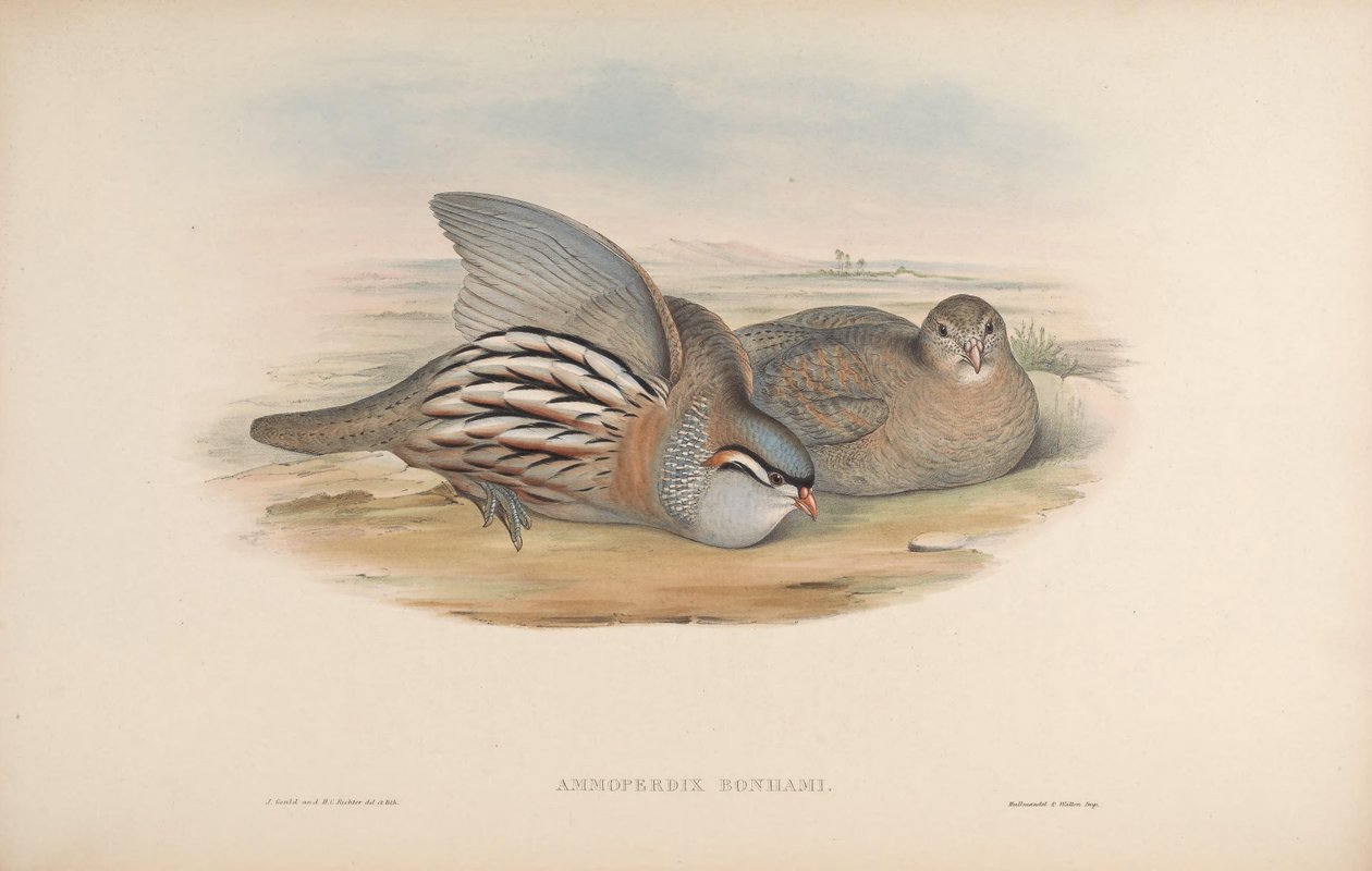Ammoperdix bonhami = Ammoperdix griseogularis alkotó: John Gould