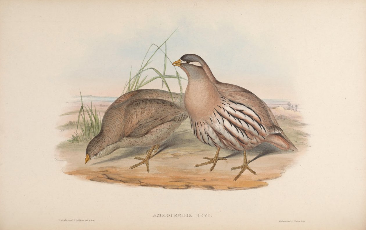 Az AM moper alacsony és könnyű alkotó: John Gould