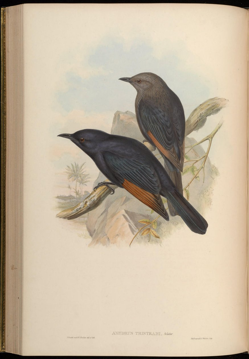 Amydrus tristamii = Onychognathus tristramii alkotó: John Gould