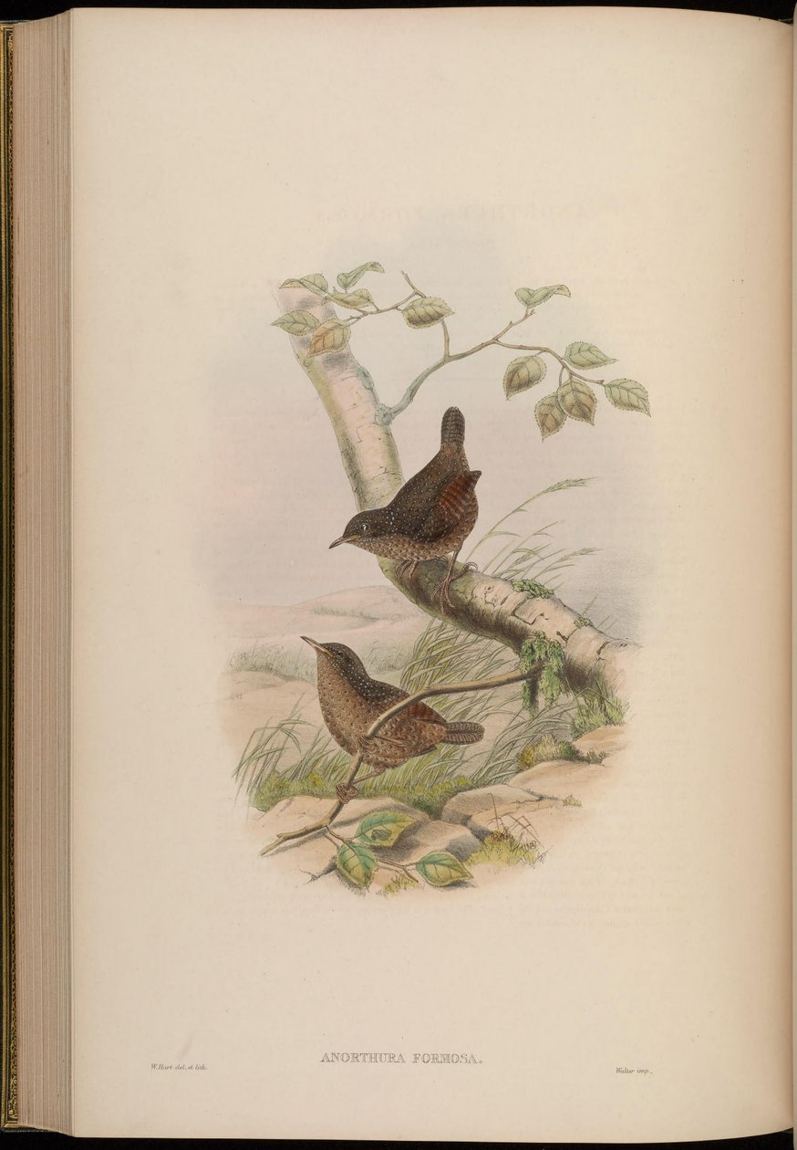 Anorthura formosa = Spelaeornis formosus alkotó: John Gould