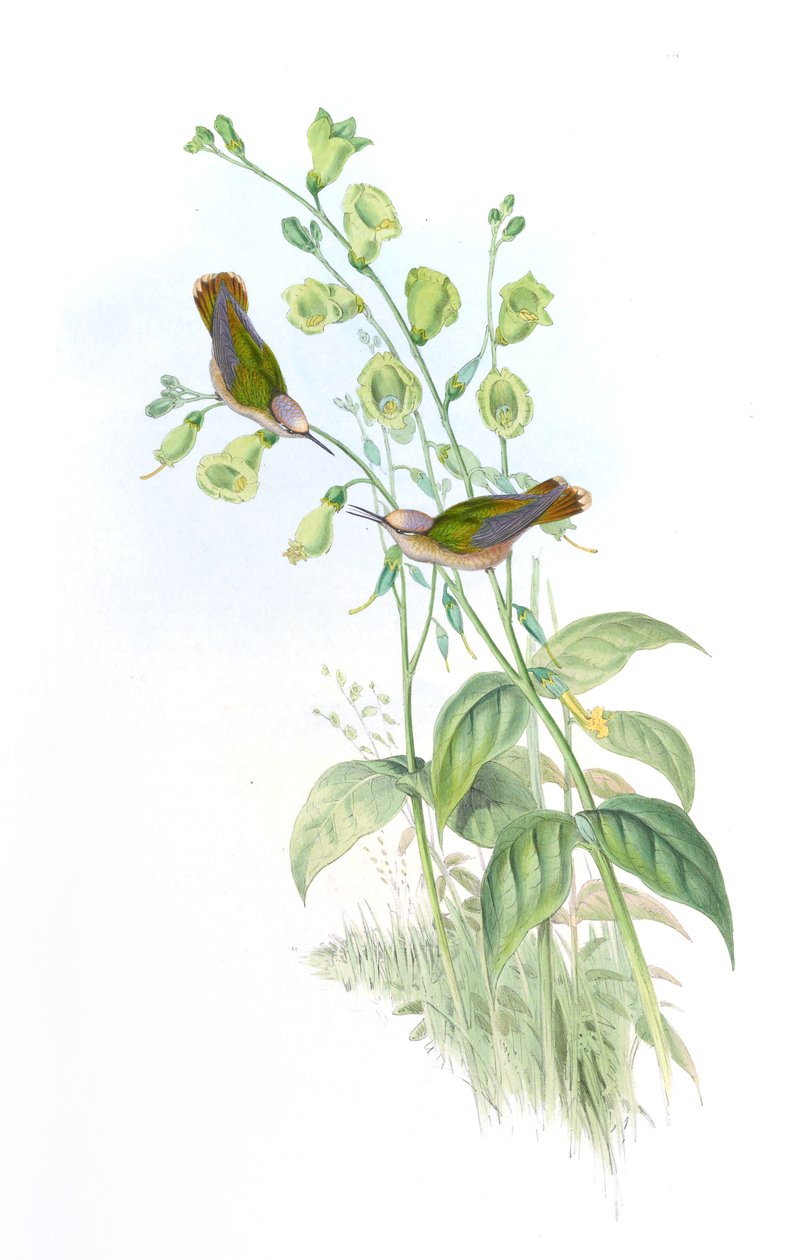 Anthocephala floriceps = Syn alkotó: John Gould