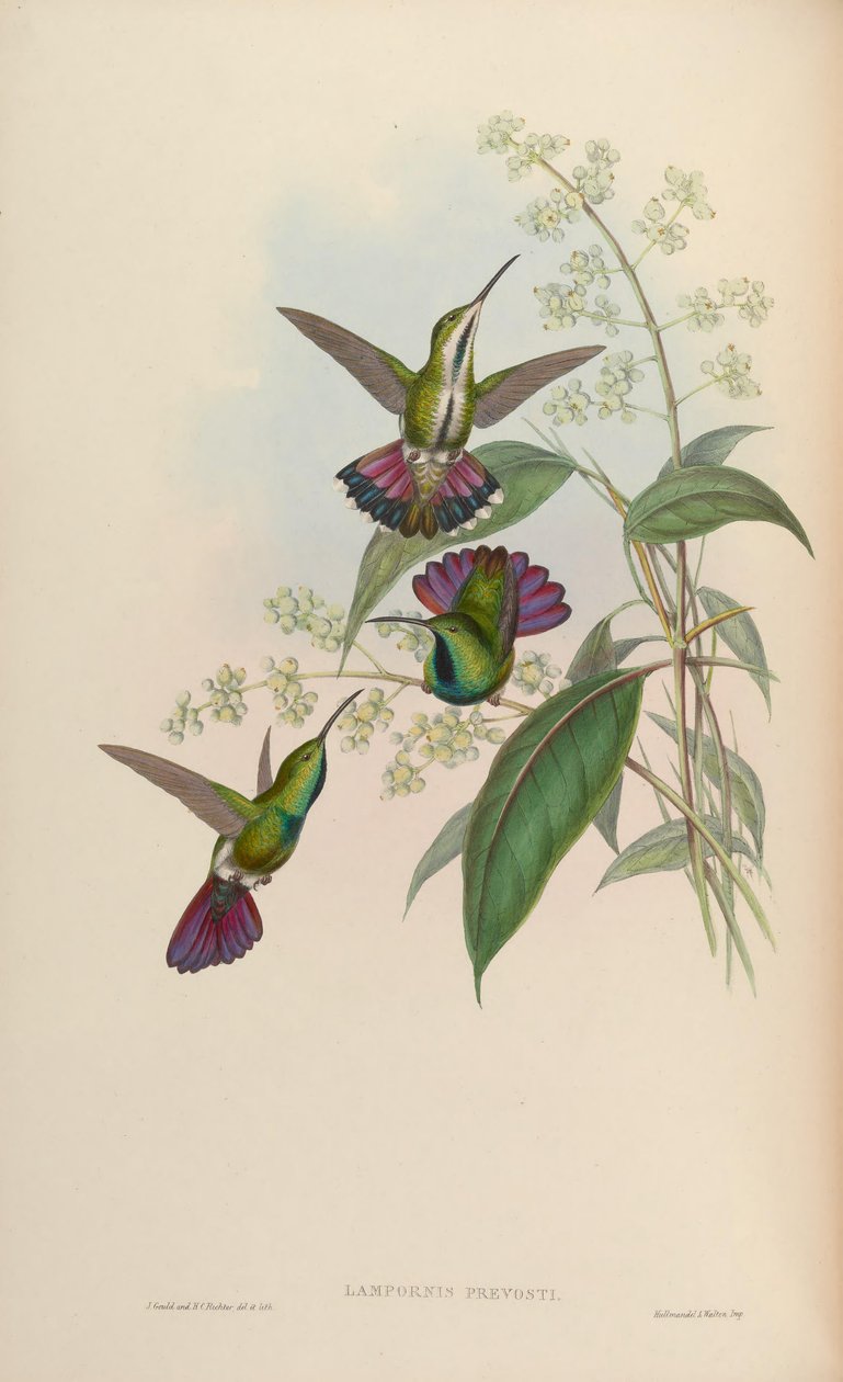 Anthracothorax prevostii alkotó: John Gould