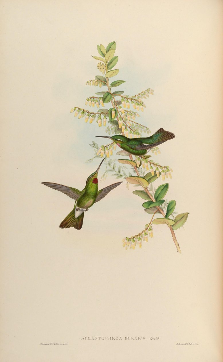 Aphantochroa gularis = Heliodoxa gularis alkotó: John Gould