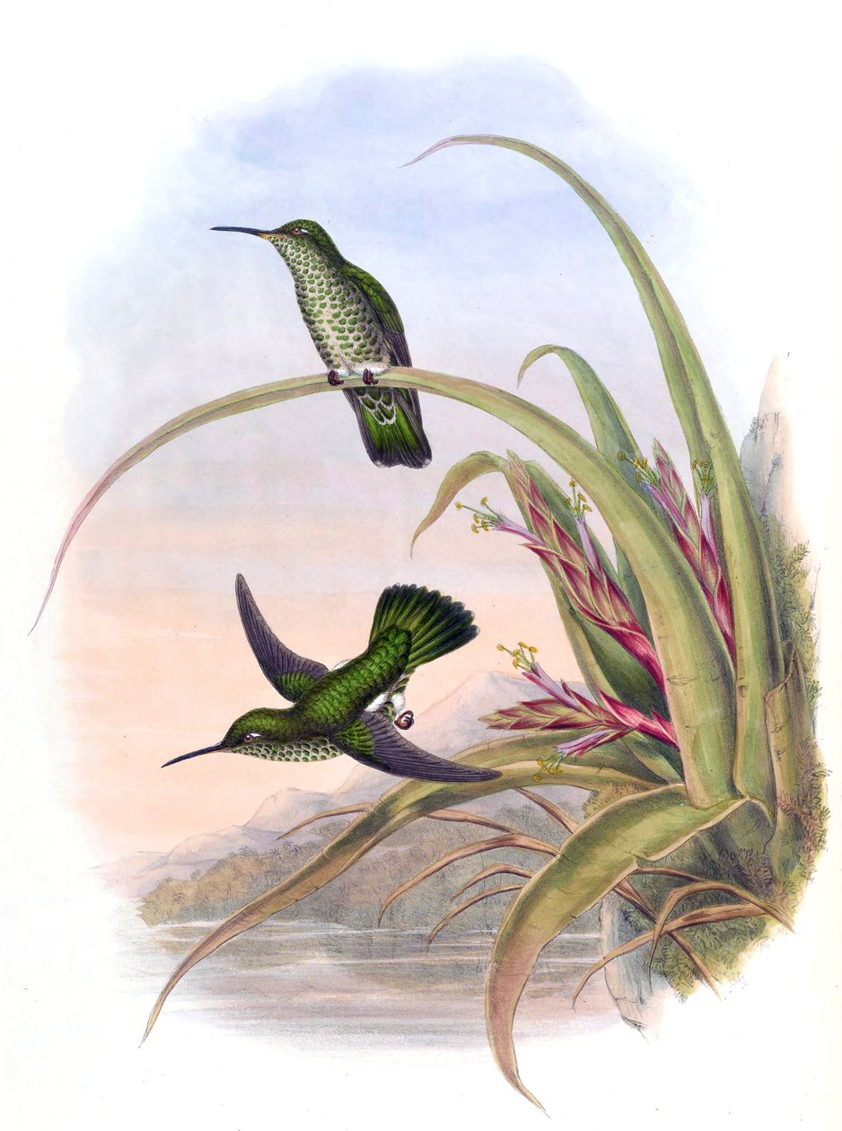 Aphantochroa hyposticta = Taphrospilus hypostictus alkotó: John Gould