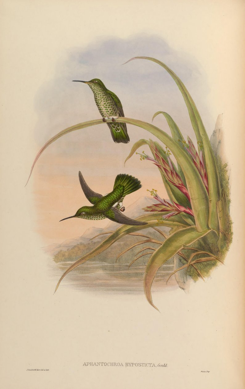 Aphantochroa hyposticta = Taphrospilus hypostictus alkotó: John Gould