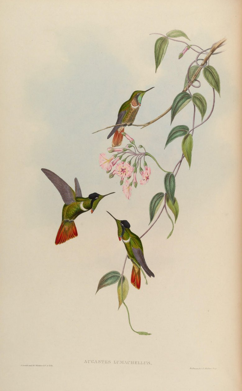 Augastes lumachellus alkotó: John Gould