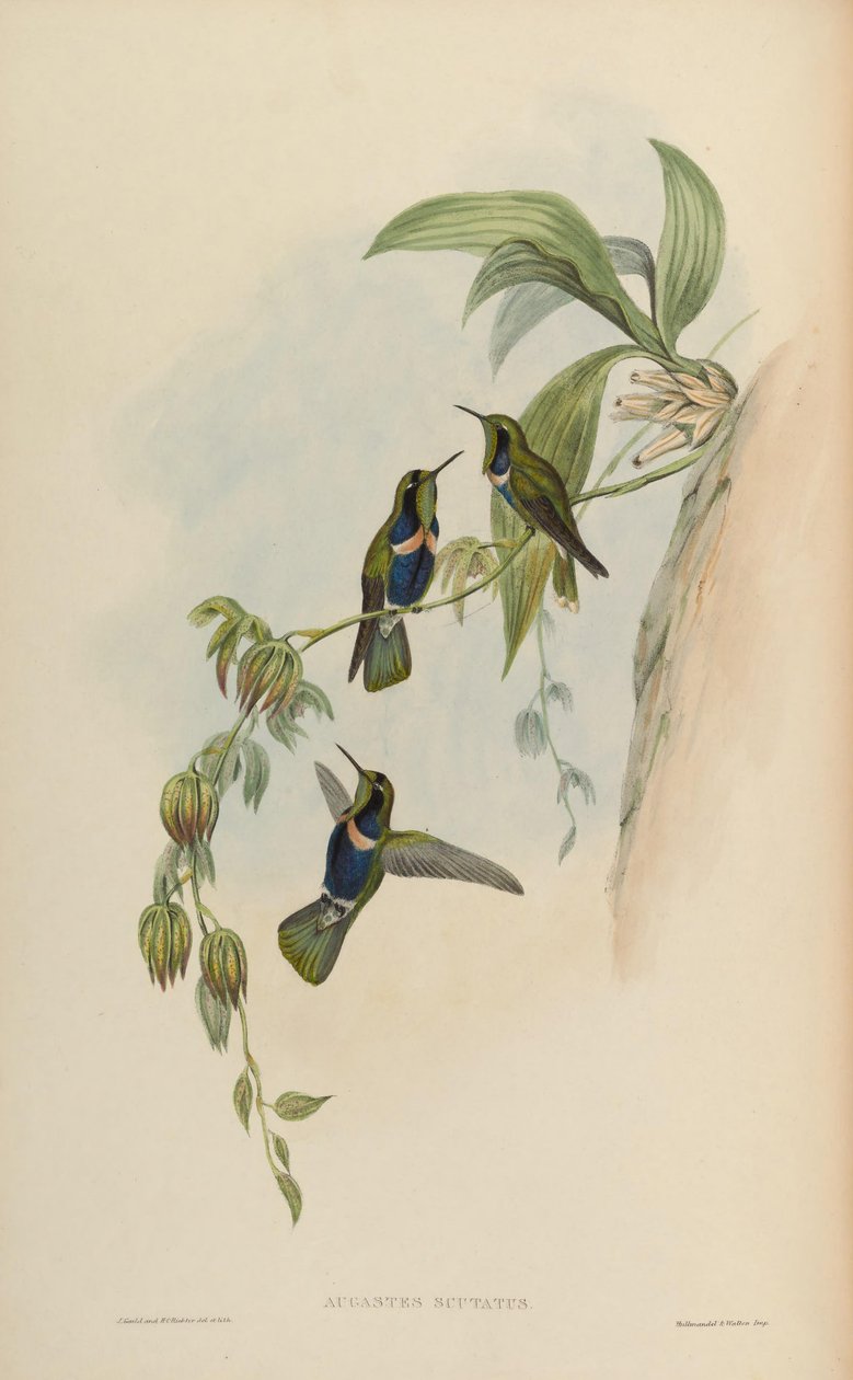 Augastes pajzs alkotó: John Gould