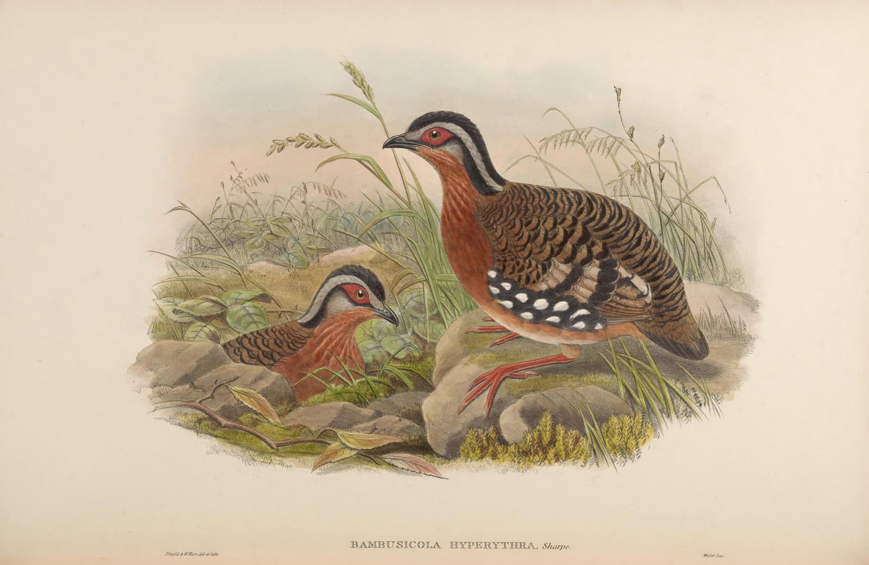 Bambusicola hyperythra = Arborophila hyperythra alkotó: John Gould