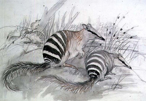 Szalagos hangyász, 19. század (ceruza és mosás) alkotó: John Gould
