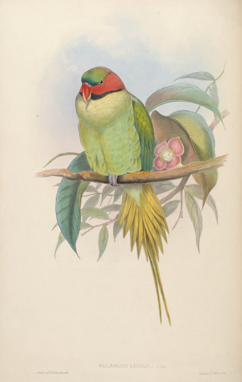 Ázsia madarai alkotó: John Gould