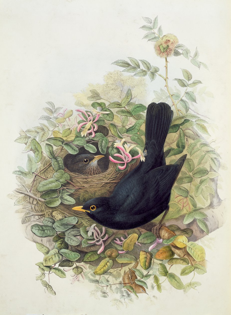 Blackbird, 1873 (ceruza, wc papíron) alkotó: John Gould