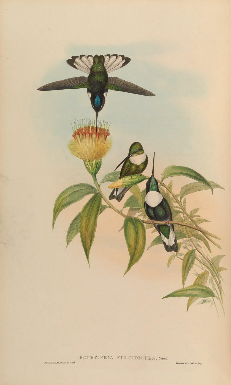 Bourciera fulgidigula = Coeligena torquata alkotó: John Gould