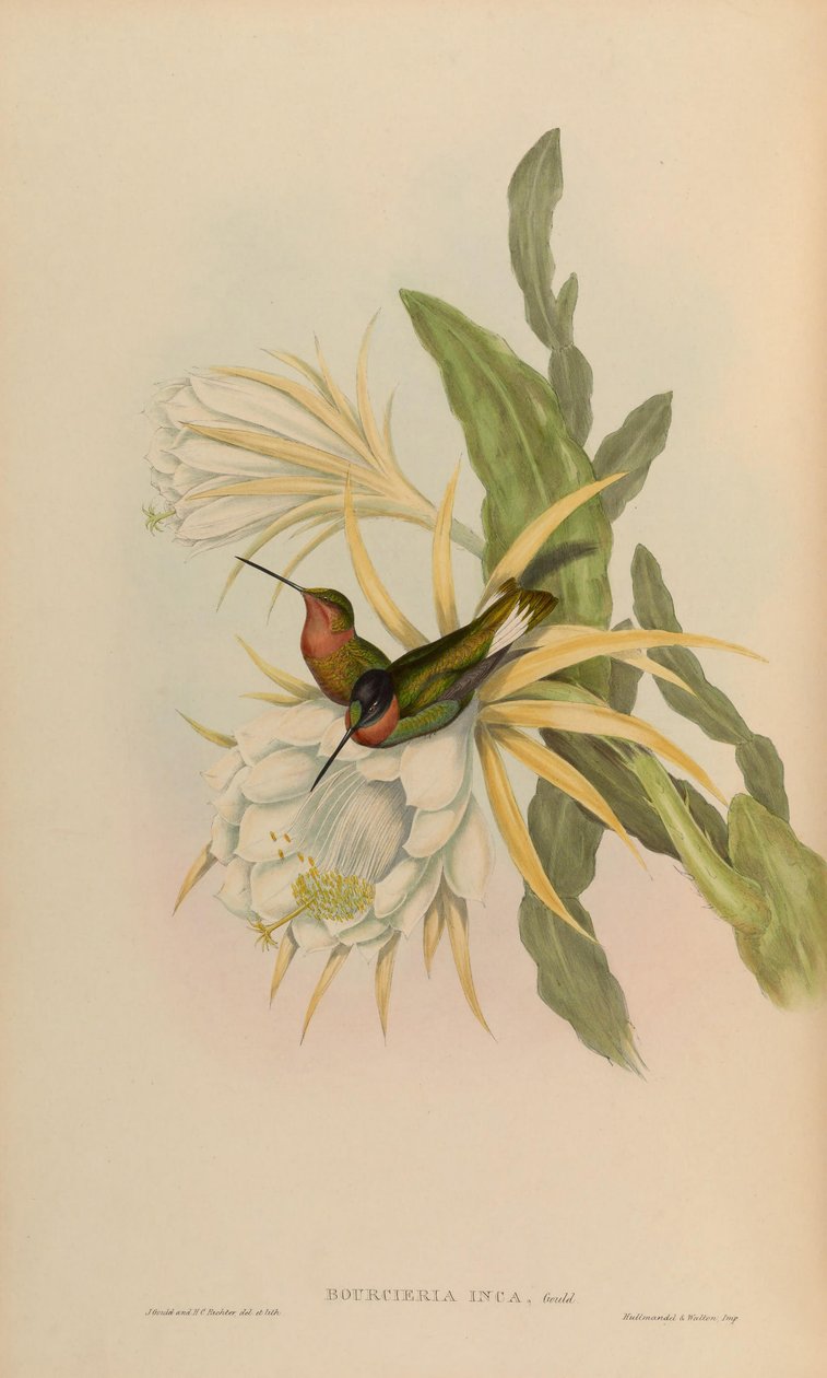 Bourciera inca = Coeligena torquata inca alkotó: John Gould
