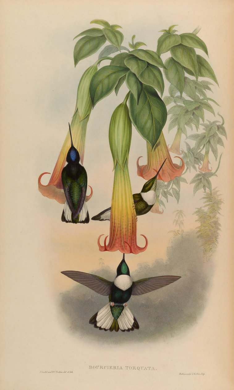 Bourciera torquata = Coeligena torquata alkotó: John Gould