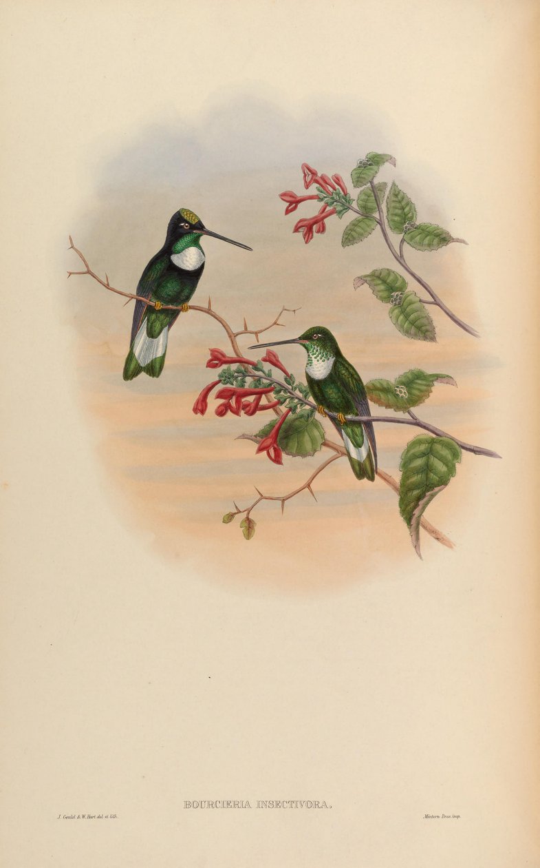 Bourcieria insectivora = Coeligena torquata insectivora alkotó: John Gould
